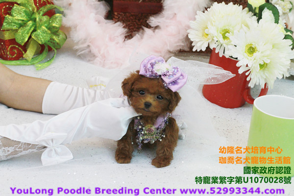 You-Long Teddy Bear Poodle Breeding Center- A real teddy bear international dire