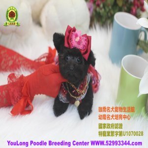 Youlong Poodle Breeding Center International Delivery Available